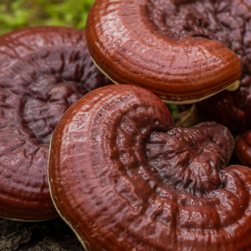 Reishi Mushroom Powder Australia | YG Mushrooms