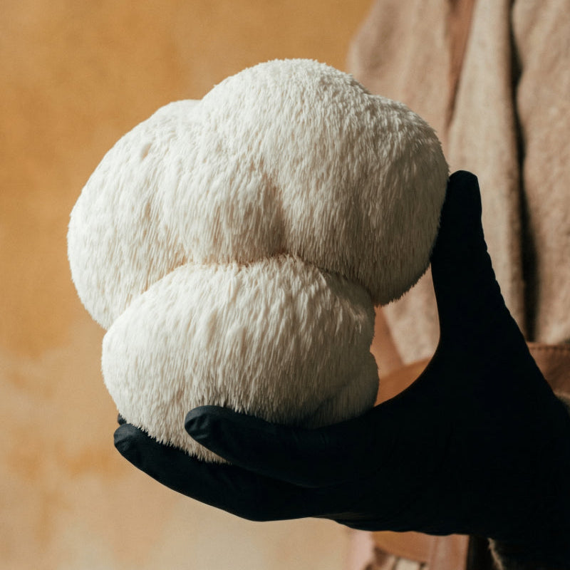 Lion’s Mane Mushroom Powder Australia | YG Mushrooms